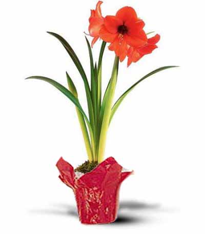 Flower - Amaryllis